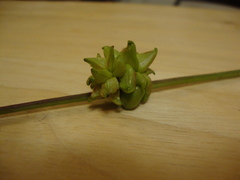 Ampelomyia vitiscoryloides