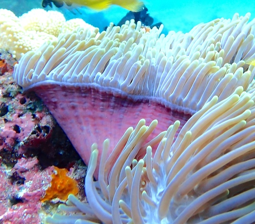 Magnificent Giant Anemone