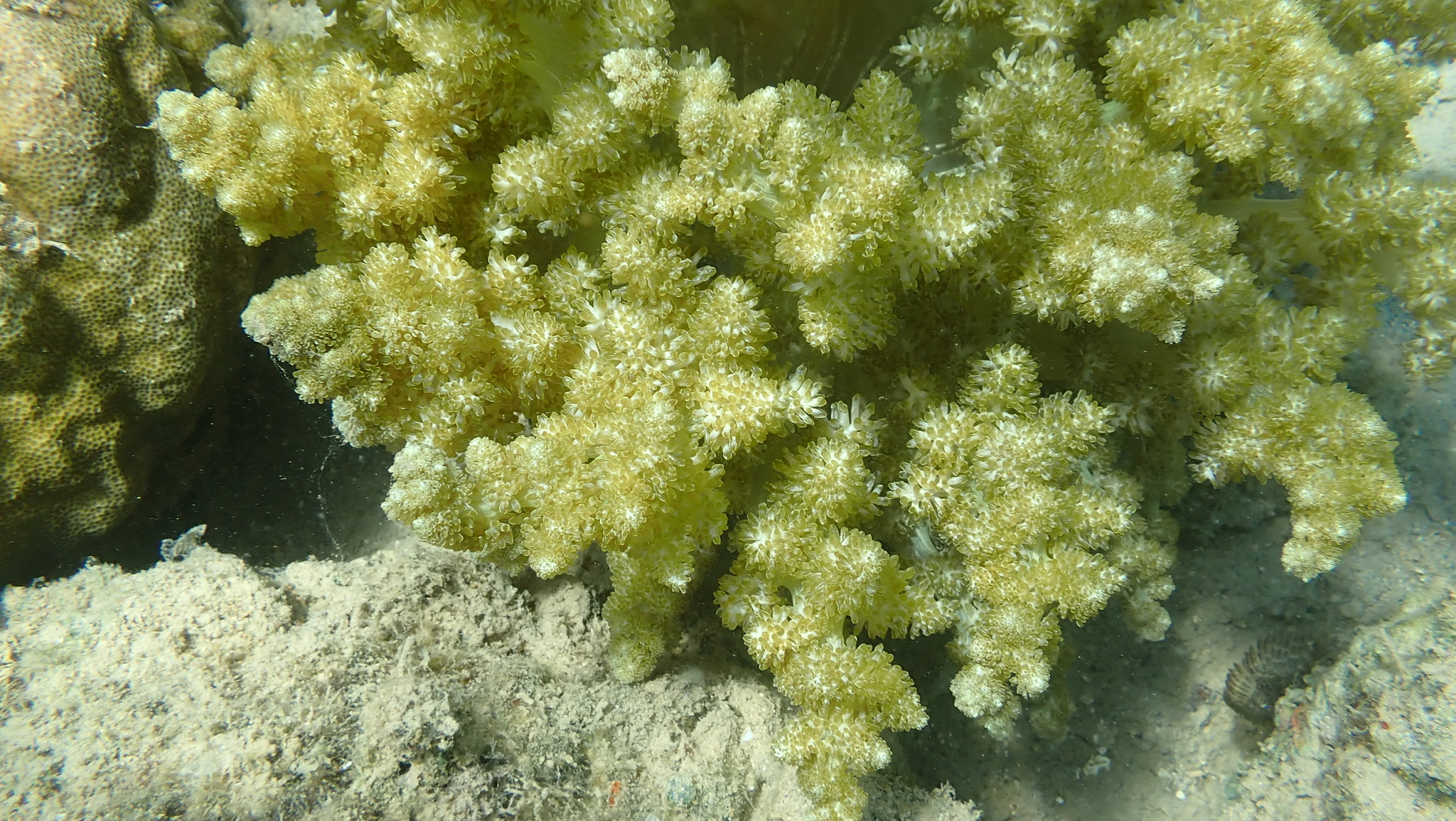 Actinodendron arboreum (Quoy & Gaimard, 1833)