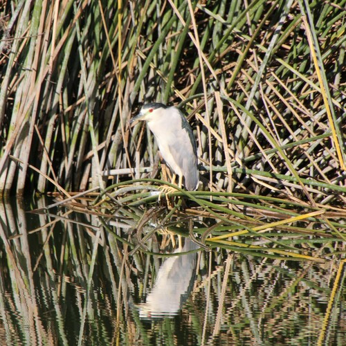 iNaturalist observation photo of Black-crowned Night Heron