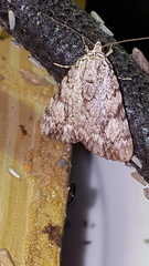 Catocala lineella
