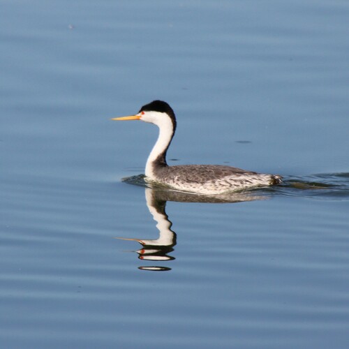 iNaturalist observation photo of Clark's Grebe