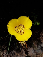 Calochortus concolor