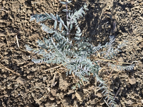 Image of Astragalus asymmetricus by (c) Dan Killam, some rights reserved (CC BY)