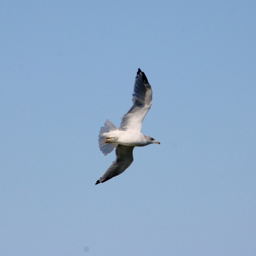 iNaturalist observation photo of Ring-billed Gull