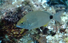 Diplodus annularis
