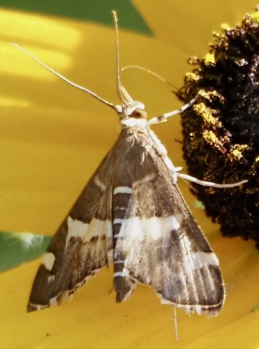 Hawaiian Beet Webworm Moth photo 4