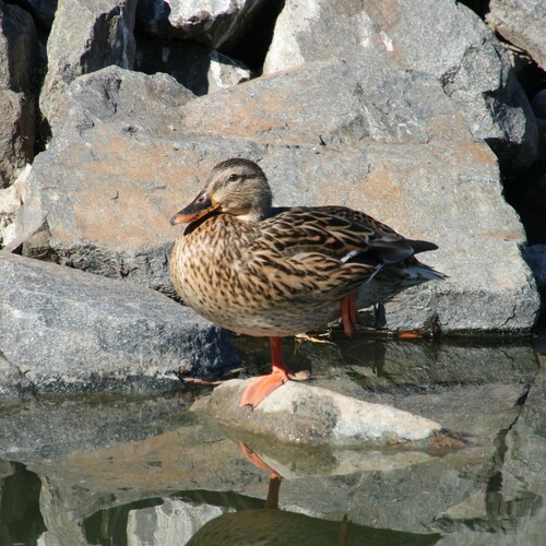 iNaturalist observation photo of Mallard