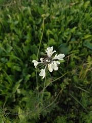 Scabiosa bipinnata