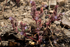 Phacelia austromontana