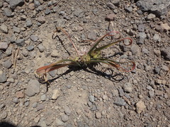 Lophioprason