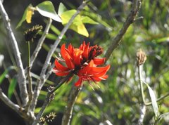 Erythrina variegata