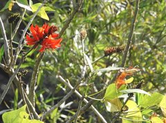 Erythrina variegata