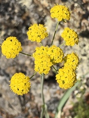 Bupleurum americanum