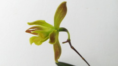 Encyclia