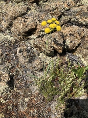 Bupleurum americanum