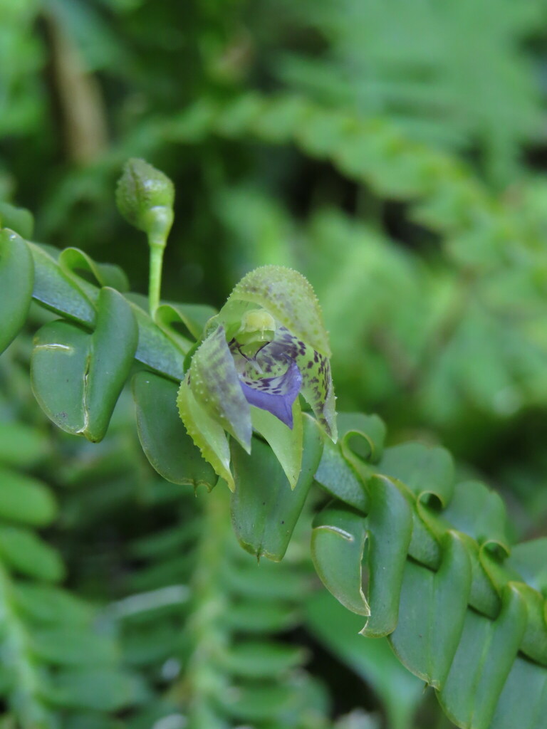 Dichaea cryptarrhena