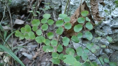 Adiantum tricholepis