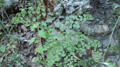 Adiantum tricholepis