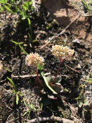 Micranthes aprica