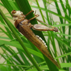 Entomophaga grylli