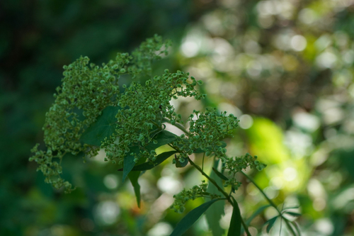 Patrinia villosa, photograph 5