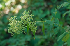 Patrinia villosa, photograph WATANABE Hitoshi 渡辺仁, CC BY, iNaturalist via GBIF