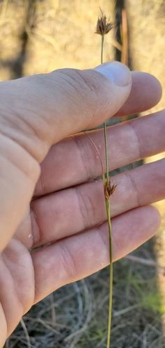 threadleaf beaksedge (Rhynchospora filifolia)