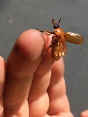 Cyclocephala pasadenae