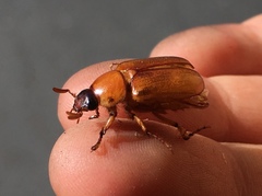 Cyclocephala pasadenae