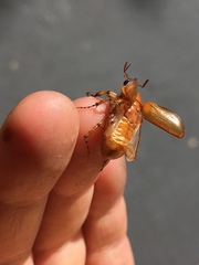 Cyclocephala pasadenae