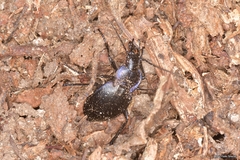 Carabus amplipennis