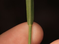 Greeneochloa coarctata, photograph geosesarma, CC BY, iNaturalist via GBIF