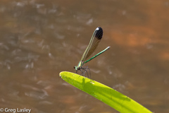 Calopteryx dimidiata