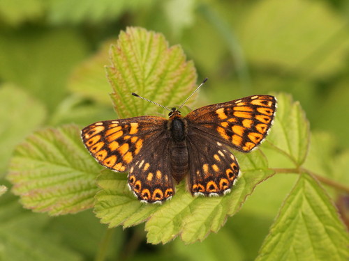 Duke of Burgundy