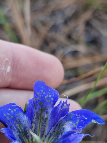 Image of Gentiana autumnalis by (c) Daniel Washburn, some rights reserved (CC BY)