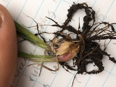 Poa bulbosa vivipara