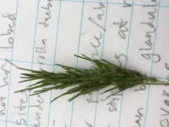 Poa bulbosa vivipara