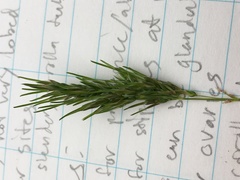 Poa bulbosa vivipara