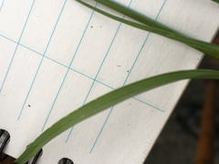 Poa bulbosa vivipara