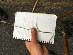 Poa bulbosa vivipara