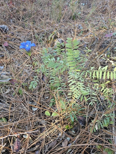 Image of Gentiana autumnalis by (c) Daniel Washburn, some rights reserved (CC BY)