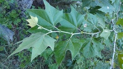 Platanus rzedowskii