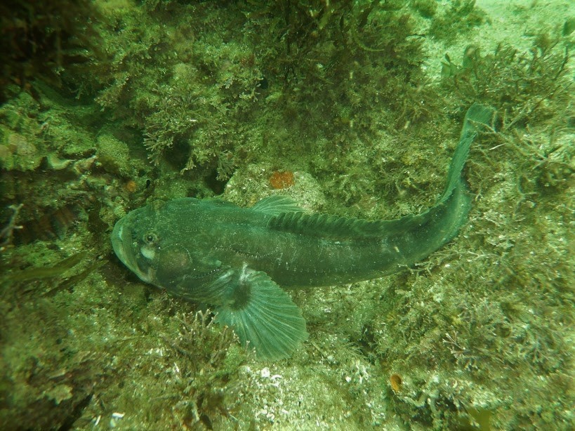 Darkedge midshipman (Porichthys analis) — Batrachoididae