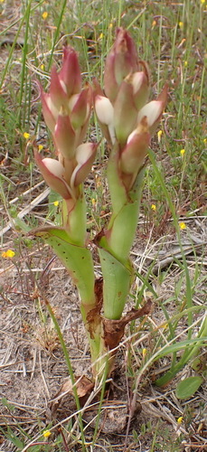 Image of Satyrium acuminatum by (c) Nicola van Berkel, some rights reserved (CC BY-SA)