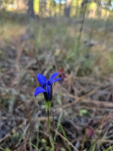 Image of Gentiana autumnalis by (c) Daniel Washburn, some rights reserved (CC BY)