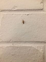 Miridius quadrivirgatus