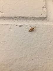 Miridius quadrivirgatus