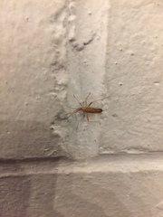 Miridius quadrivirgatus