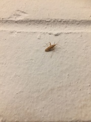 Miridius quadrivirgatus